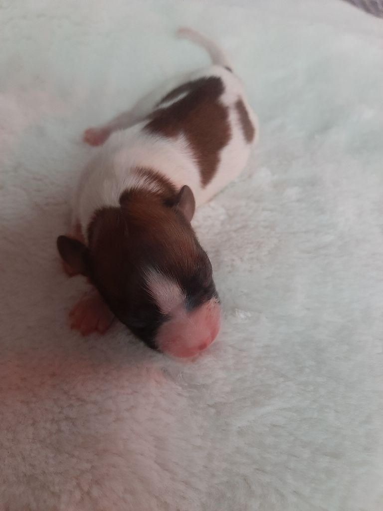 Du Val De La Reine - Chiot disponible  - Epagneul nain Continental (Papillon)