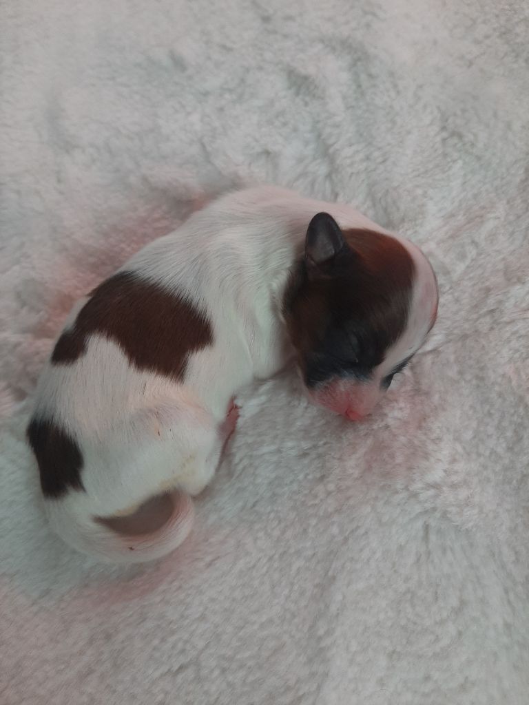 Du Val De La Reine - Chiot disponible  - Epagneul nain Continental (Papillon)