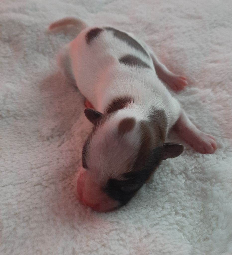 Du Val De La Reine - Chiot disponible  - Epagneul nain Continental (Papillon)