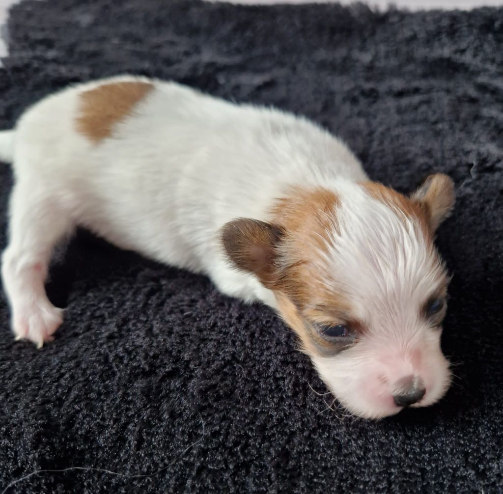 Du Val De La Reine - Chiot disponible  - Epagneul nain Continental (Papillon)