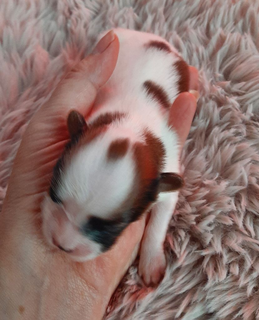 Du Val De La Reine - Chiot disponible  - Epagneul nain Continental (Papillon)