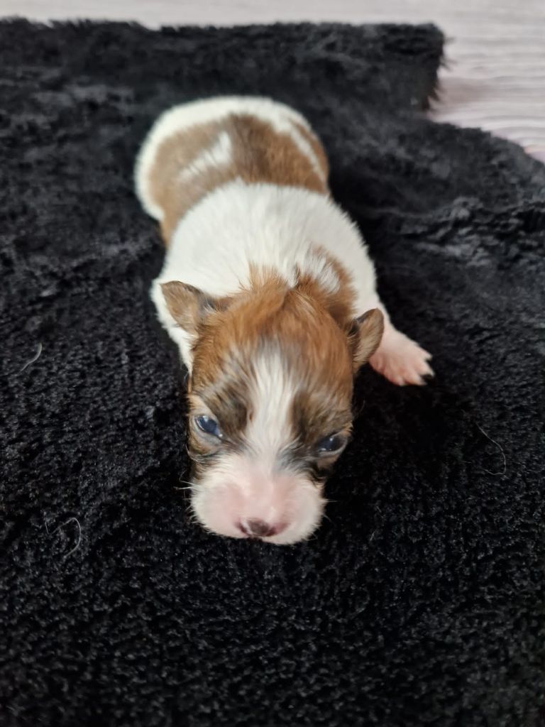 Du Val De La Reine - Chiot disponible  - Epagneul nain Continental (Papillon)