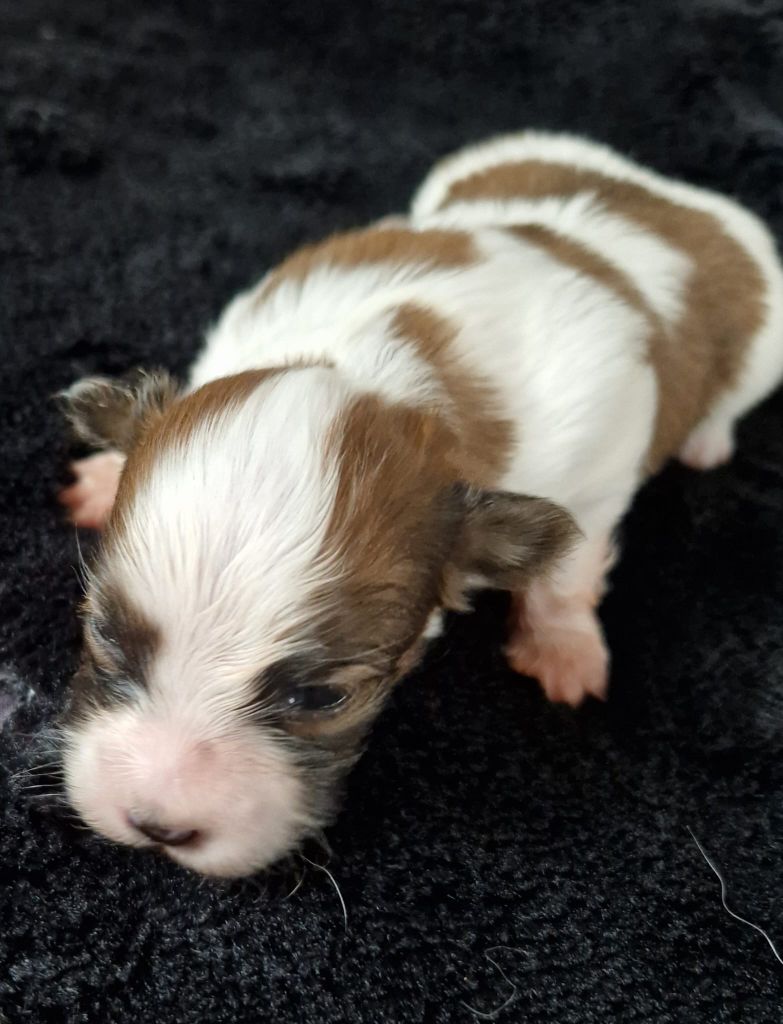 Du Val De La Reine - Chiot disponible  - Epagneul nain Continental (Papillon)