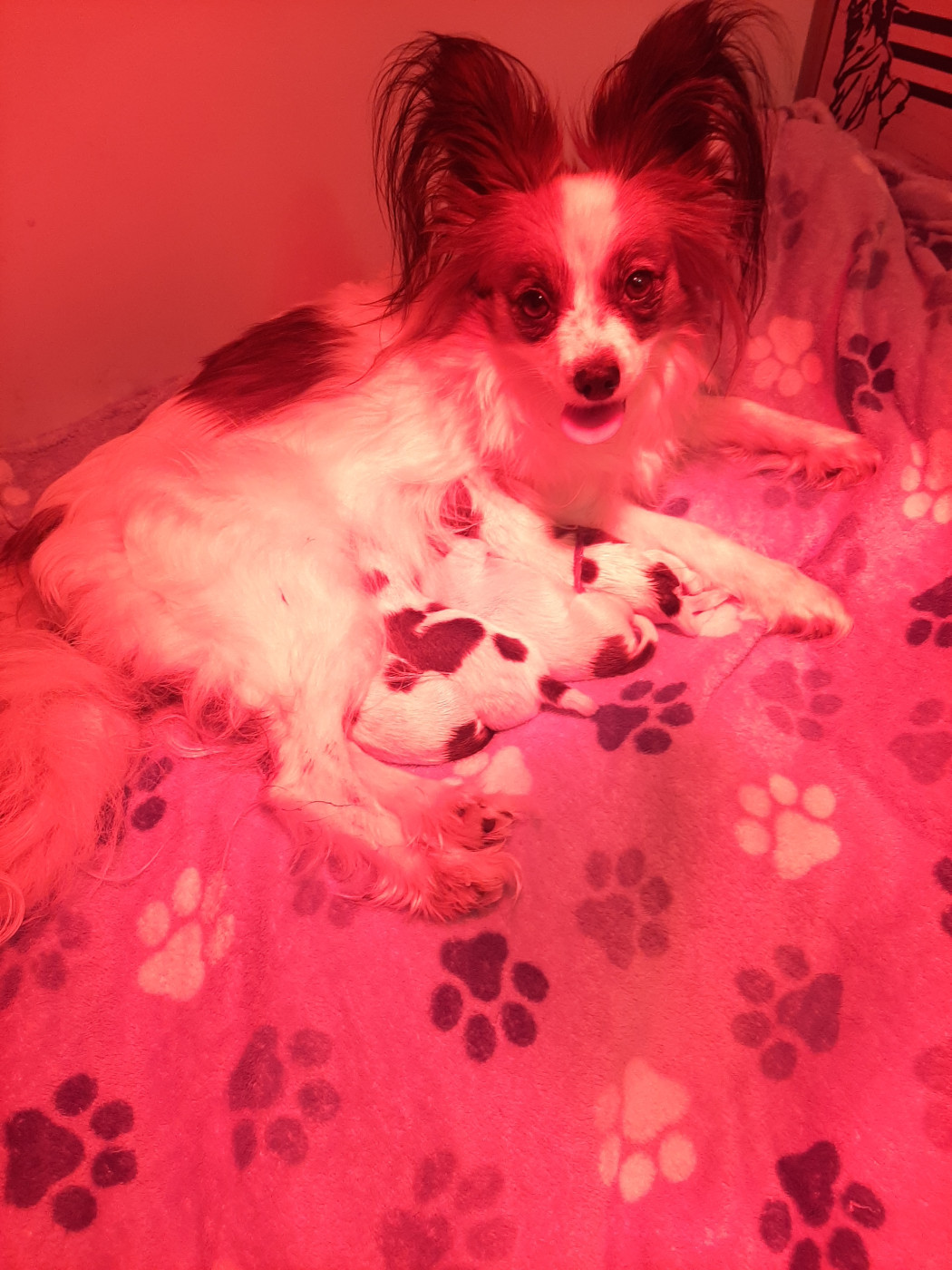 Les Bébinous de Tiana sont arrivés