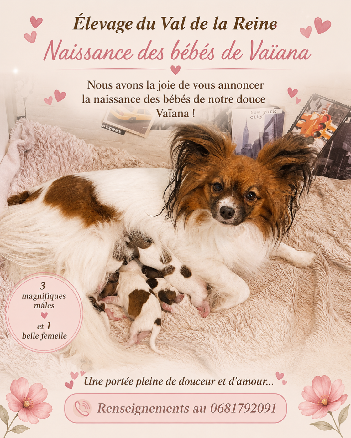 Naissance des Bébinous de Vaïana
