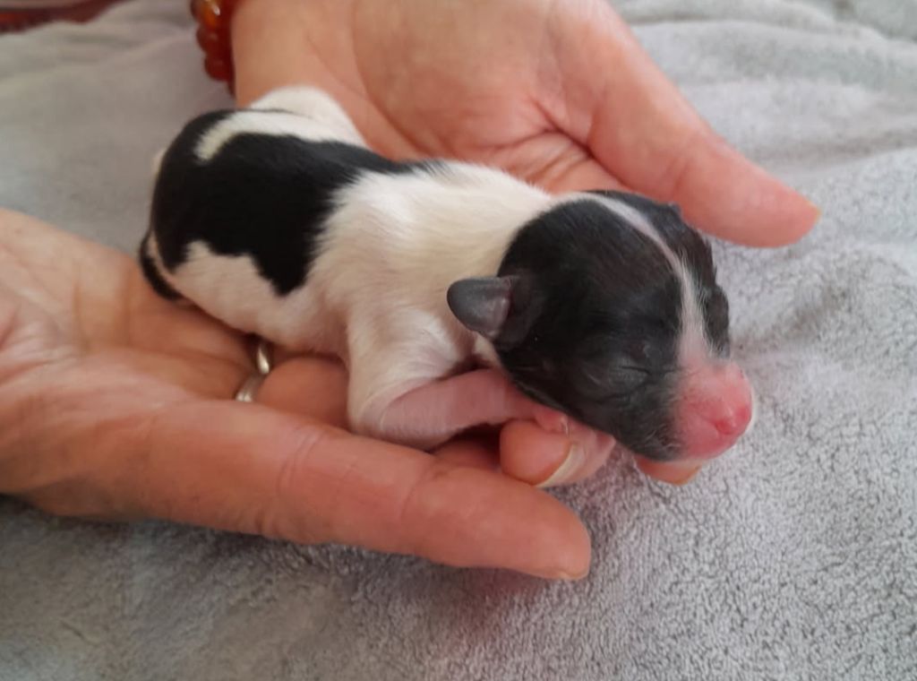Du Val De La Reine - Chiots disponibles - Epagneul nain Continental (Papillon)