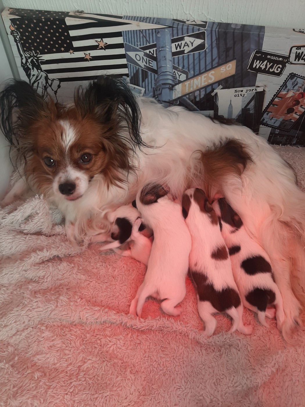 Du Val De La Reine - Epagneul nain Continental (Papillon) - Portée née le 28/10/2025