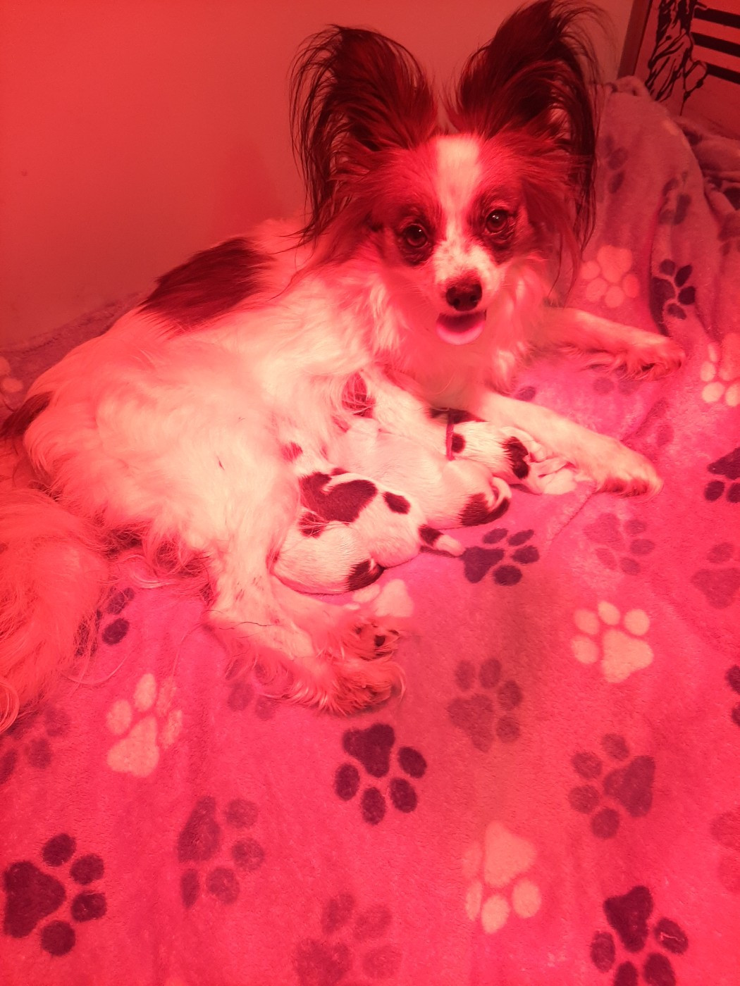 Chiot Epagneul nain Continental (Papillon) Du Val De La Reine