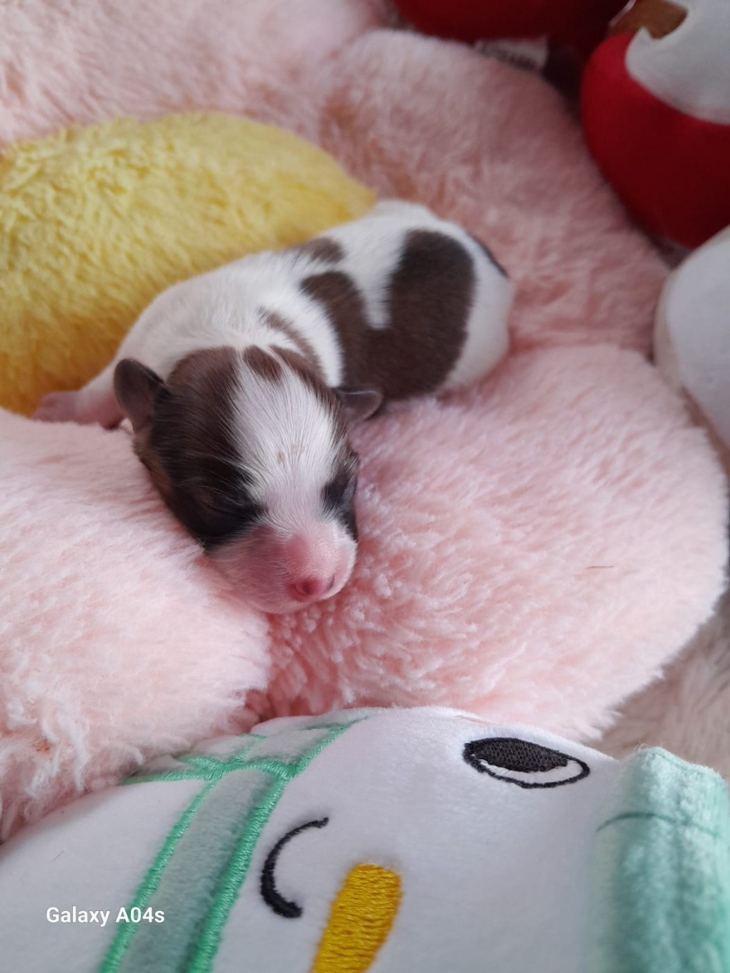 Du Val De La Reine - Chiots disponibles - Epagneul nain Continental (Papillon)