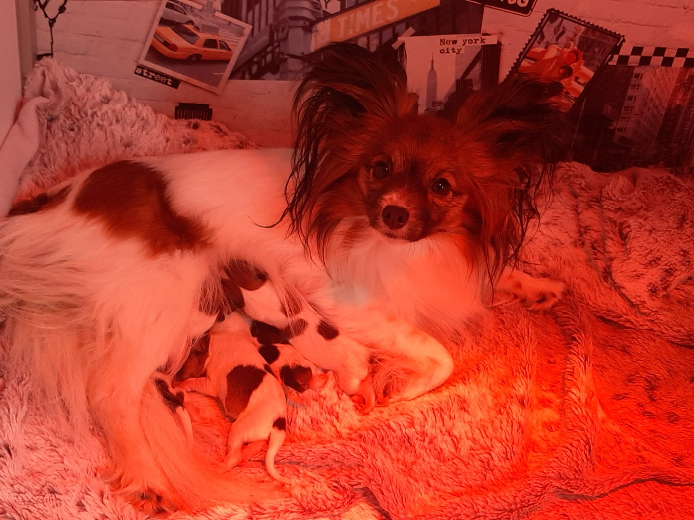 Chiot Epagneul nain Continental (Papillon) Du Val De La Reine