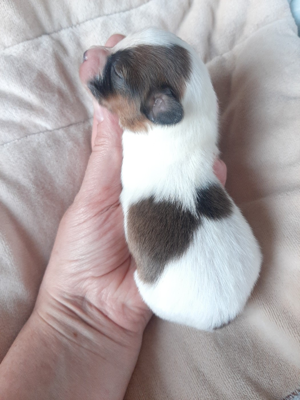 Du Val De La Reine - Chiots disponibles - Epagneul nain Continental (Papillon)