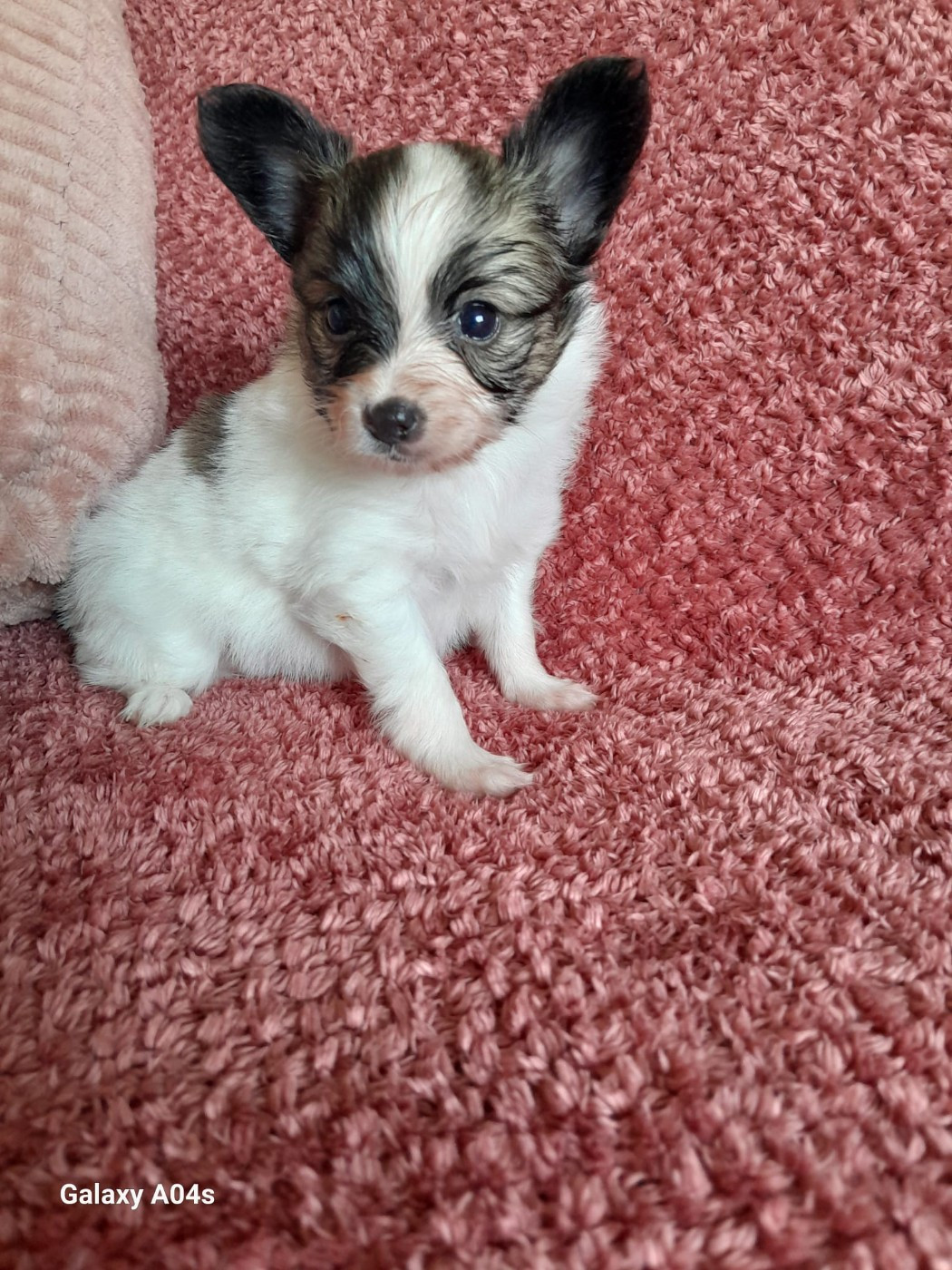 Du Val De La Reine - Chiots disponibles - Epagneul nain Continental (Papillon)