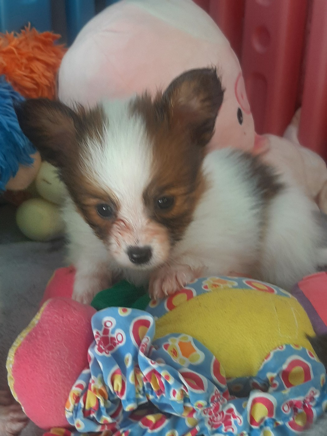 Du Val De La Reine - Chiots disponibles - Epagneul nain Continental (Papillon)