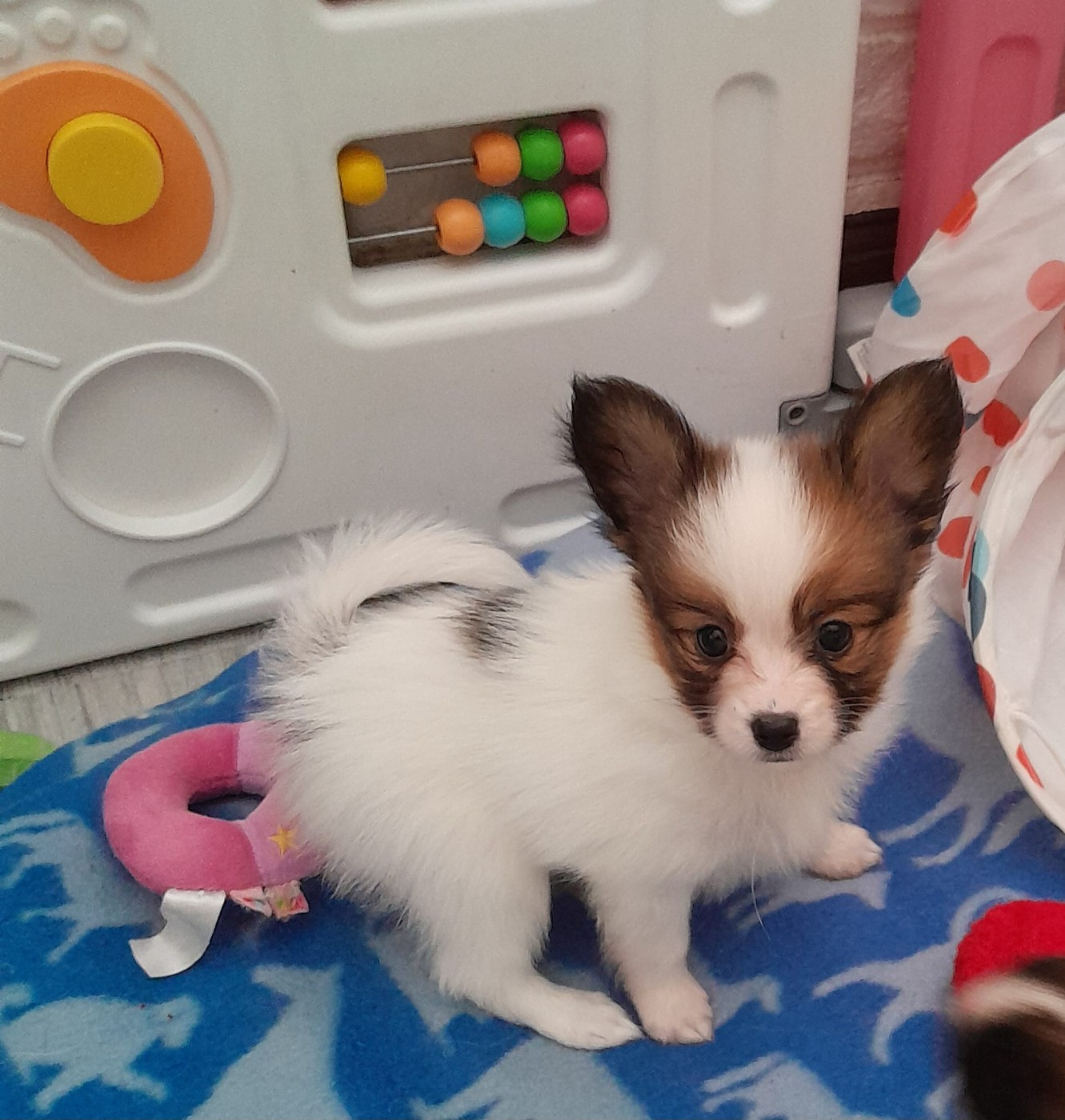 Du Val De La Reine - Chiots disponibles - Epagneul nain Continental (Papillon)