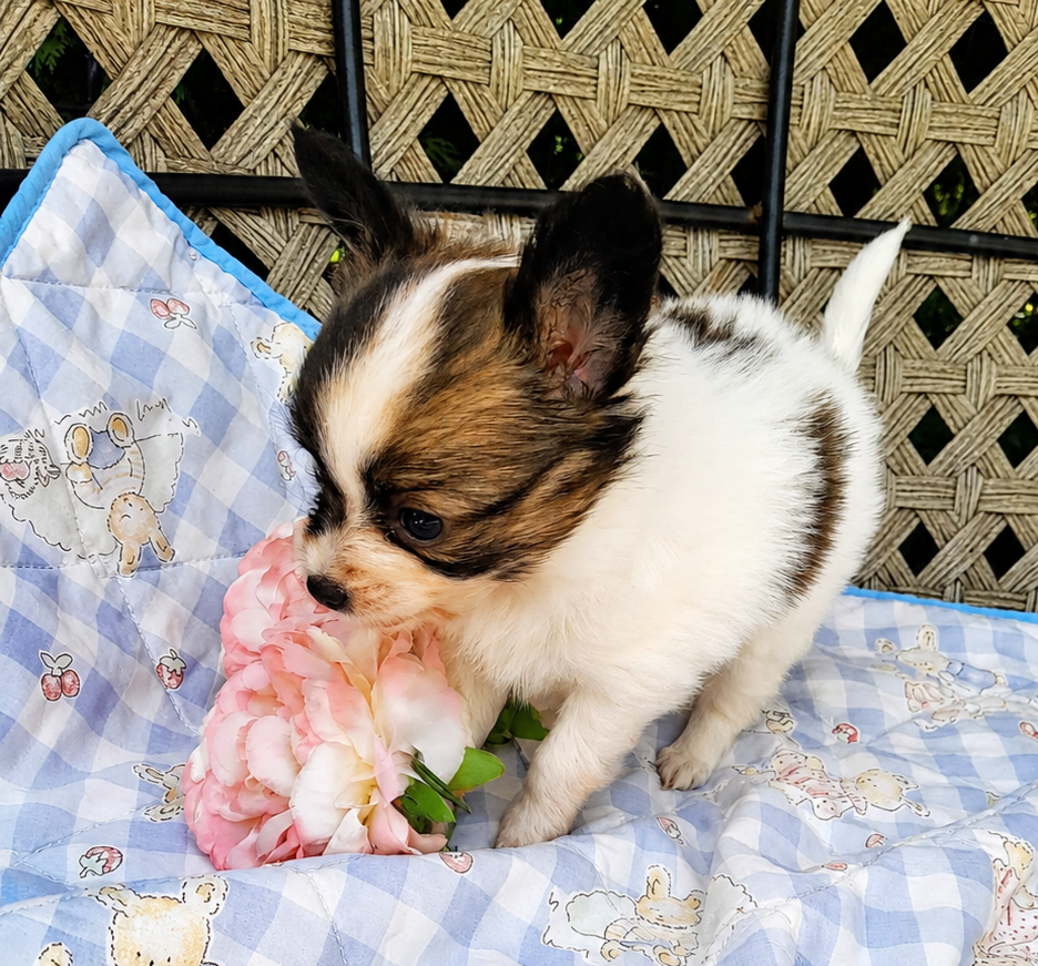 Du Val De La Reine - Chiots disponibles - Epagneul nain Continental (Papillon)