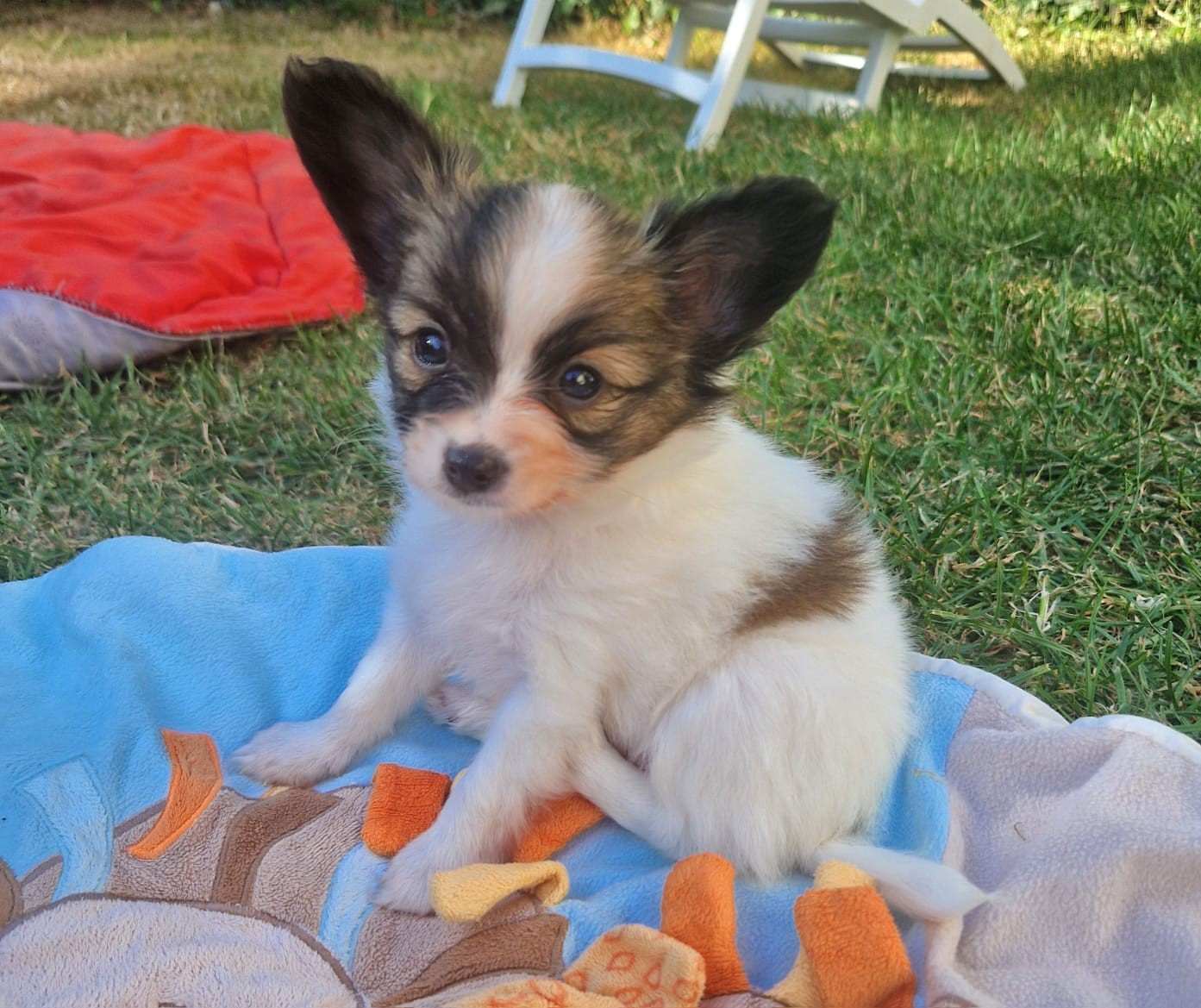 Du Val De La Reine - Chiots disponibles - Epagneul nain Continental (Papillon)
