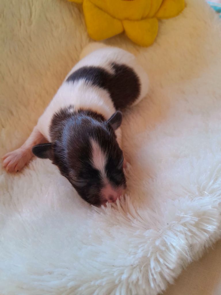Du Val De La Reine - Chiots disponibles - Epagneul nain Continental (Papillon)