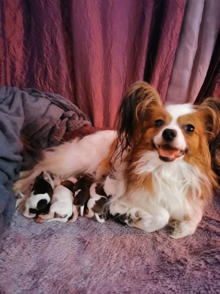 Chiot Epagneul nain Continental (Papillon) Du Val De La Reine