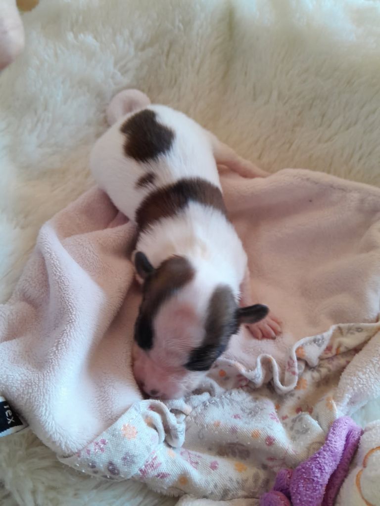 Du Val De La Reine - Chiots disponibles - Epagneul nain Continental (Papillon)