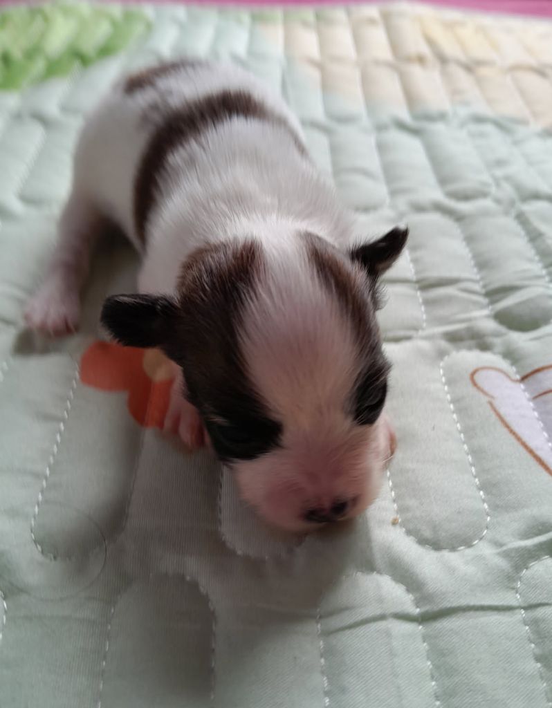 Du Val De La Reine - Chiots disponibles - Epagneul nain Continental (Papillon)