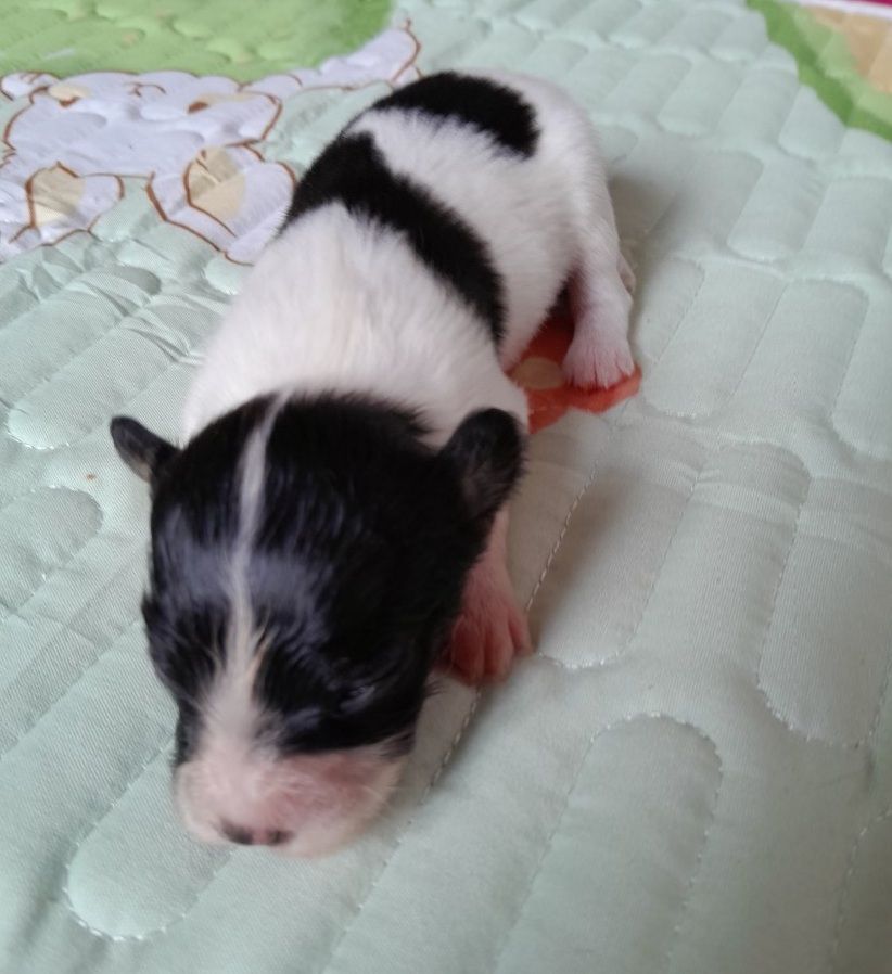 Du Val De La Reine - Chiots disponibles - Epagneul nain Continental (Papillon)