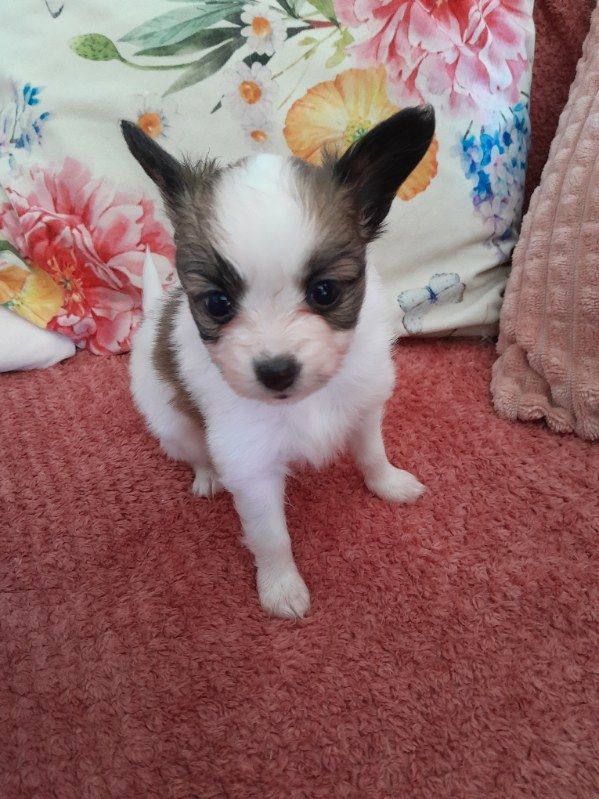 Du Val De La Reine - Chiots disponibles - Epagneul nain Continental (Papillon)