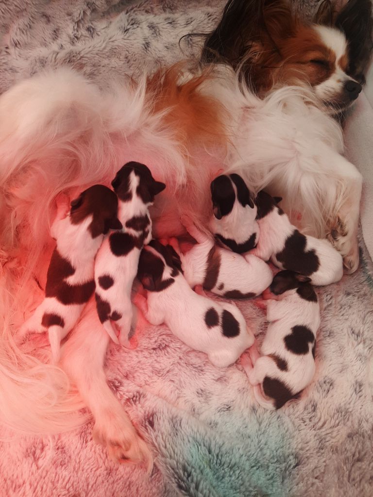 Chiot Epagneul nain Continental (Papillon) Du Val De La Reine