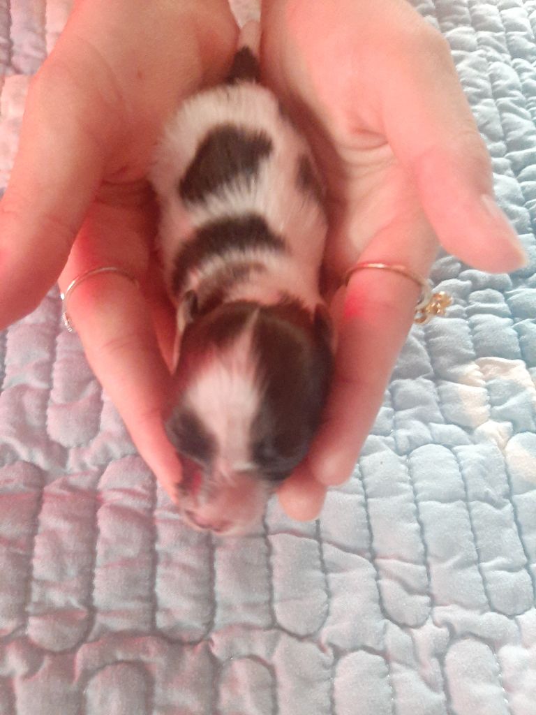 Du Val De La Reine - Epagneul nain Continental (Papillon) - Portée née le 13/07/2025