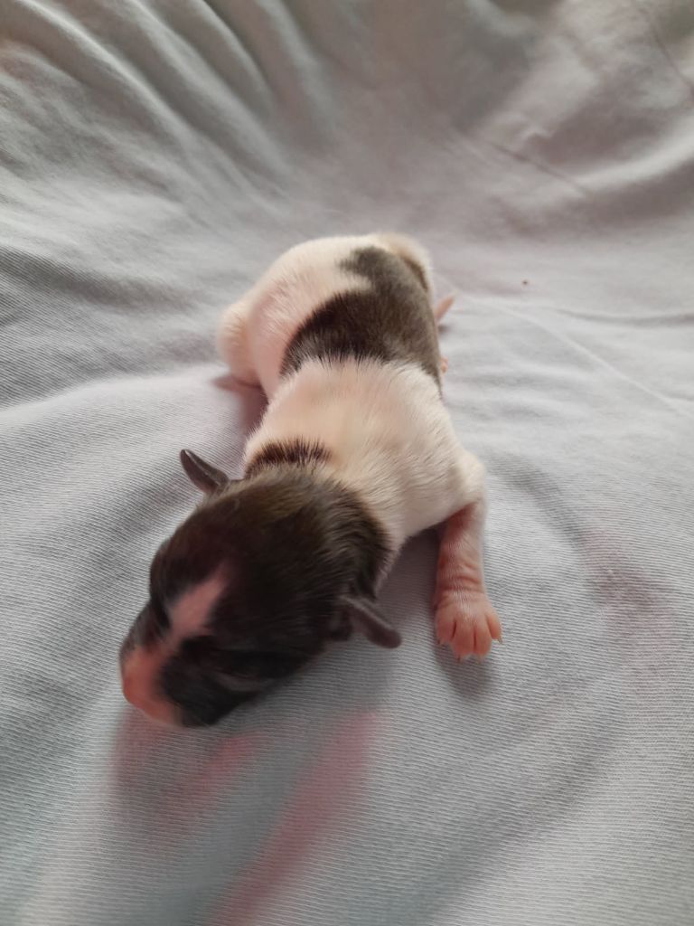 Du Val De La Reine - Chiots disponibles - Epagneul nain Continental (Papillon)