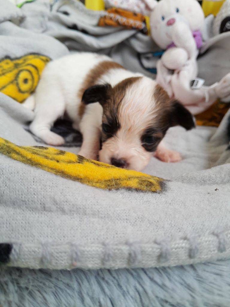 Du Val De La Reine - Chiots disponibles - Epagneul nain Continental (Papillon)